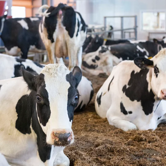 Dairy cows lying in a barn, illustrating optimal animal comfort in intensive dairy production systems.