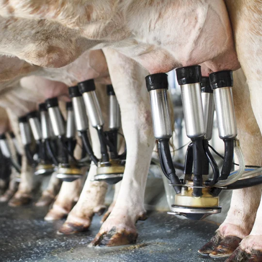 Traite mécanique de vaches laitières en salle de traite, illustrant une production laitière performante.