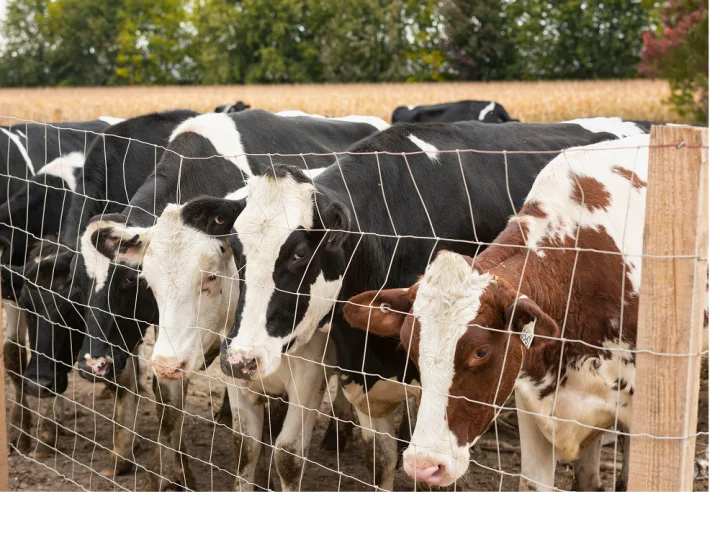 Vacas lecheras al aire libre tras una cerca, ejemplo de manejo de rebaño en nutrición animal.