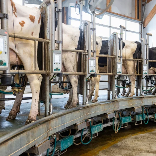 Vacas lecheras en sala de ordeño automatizada, con nutrición adaptada para optimizar la producción de leche.