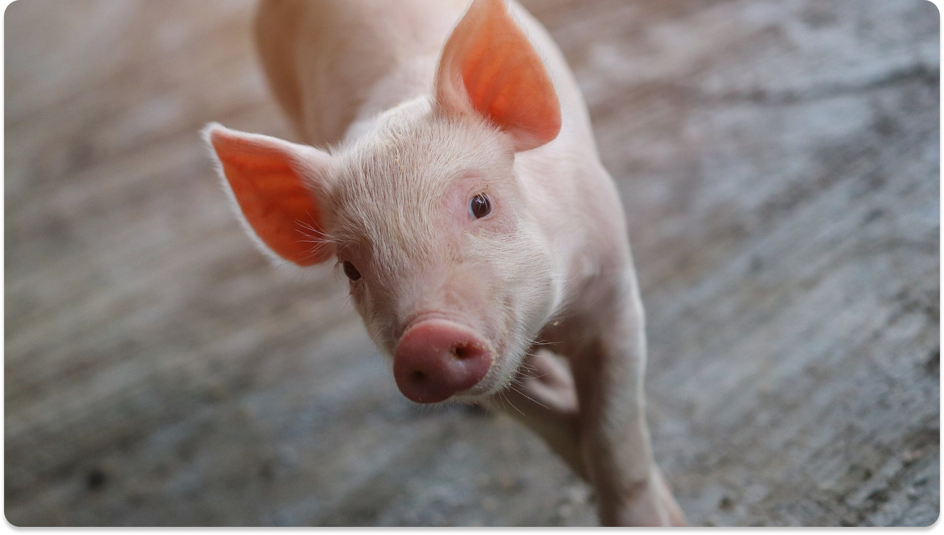 Healthy piglet representing the benefits of optimized protein intake in swine nutrition.