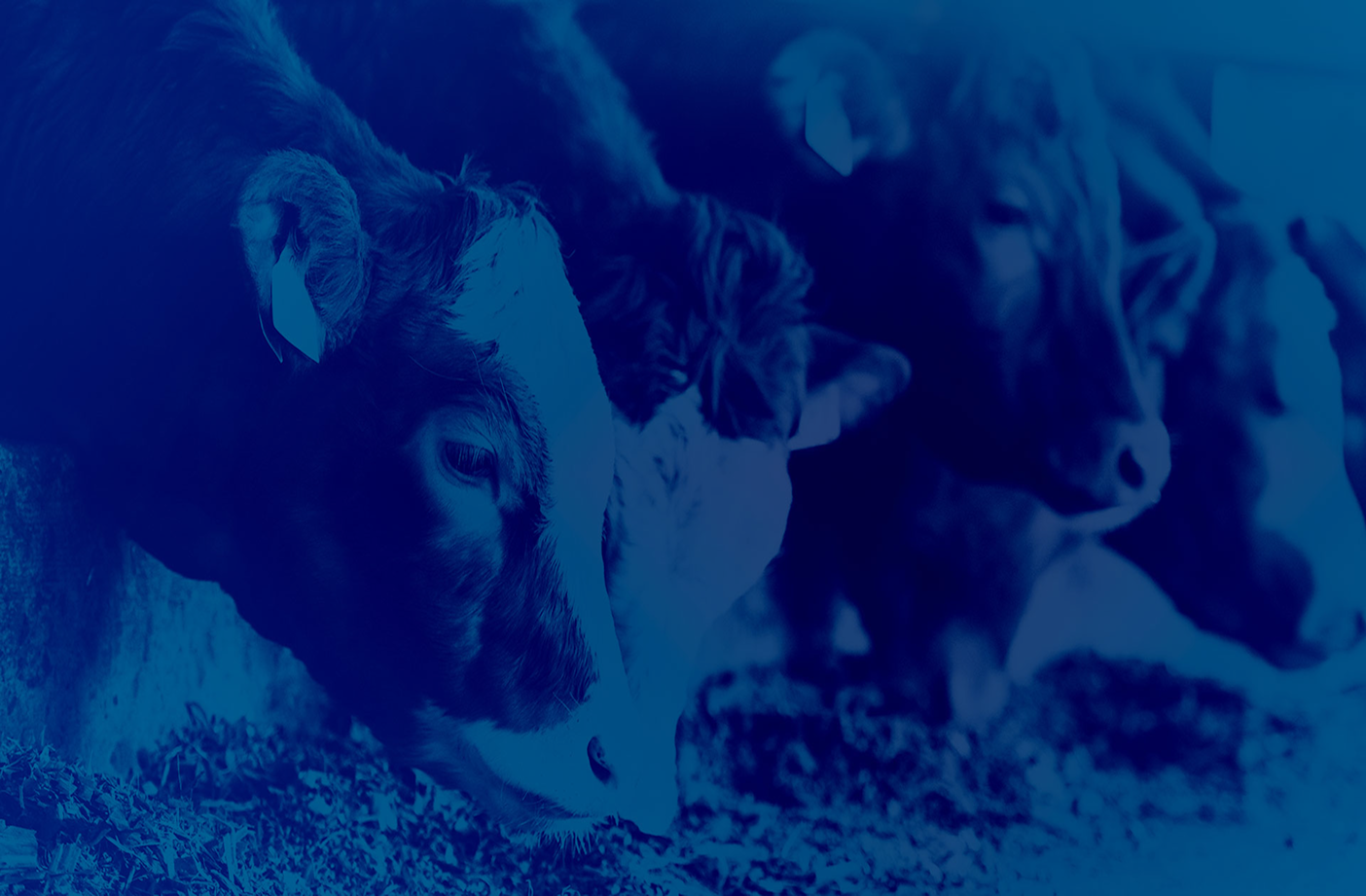 Close-up of calves feeding, illustrating the animal nutrition theme of the professional Rumination podcast.