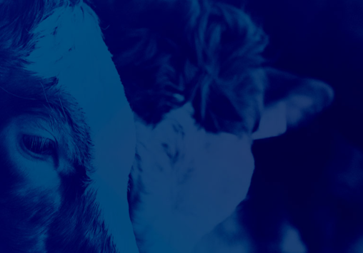 Close-up of calves feeding, illustrating the animal nutrition theme of the professional Rumination podcast.