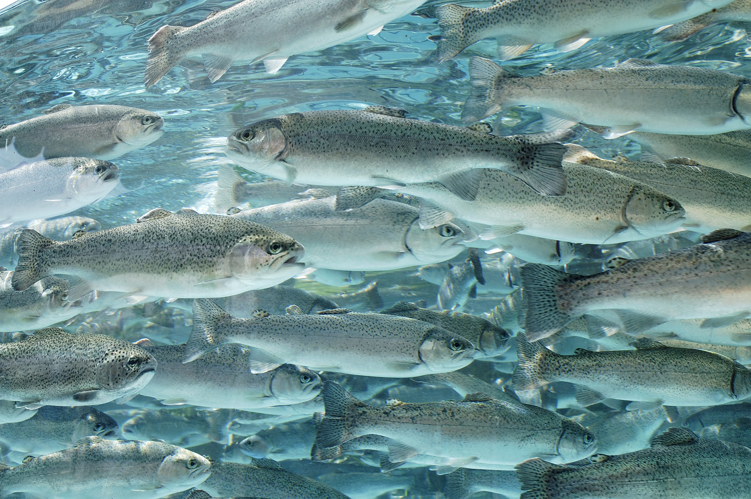Farmed trout swimming in a clear pond, representing species targeted in sustainable aquaculture nutrition.