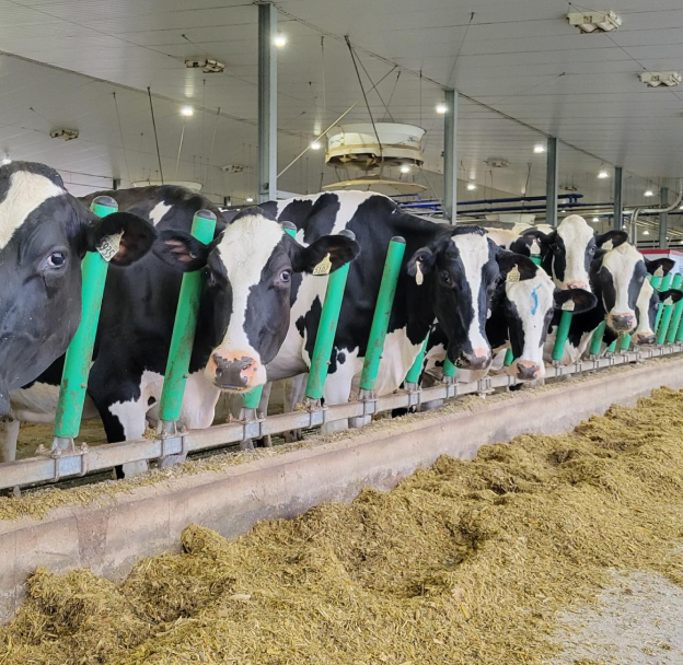 Vaches laitières en file dans une étable moderne, recevant une alimentation adaptée pour la performance en nutrition animale.