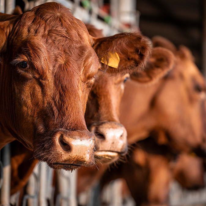 Brown dairy cows in a barn, representing tailored nutritional management in dairy production.