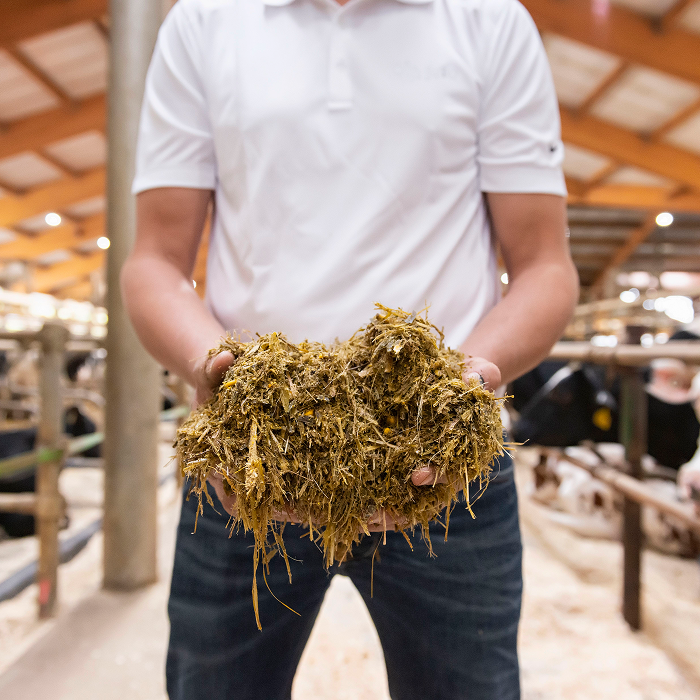 Nutritionist holding fiber-rich dairy cow feed inside a livestock facility focused on animal nutrition.