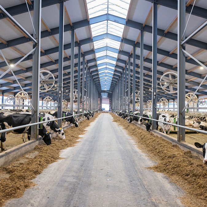Dairy cows feeding in a modern barn, illustrating optimal animal nutrition and welfare management in dairy production.