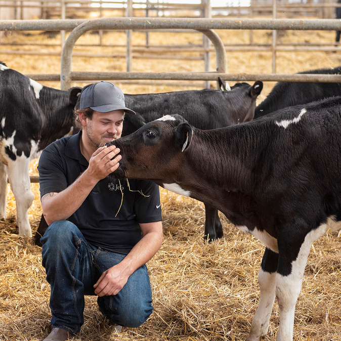 Jefo technician interacting with a Holstein calf in a dairy farm focused on animal nutrition.