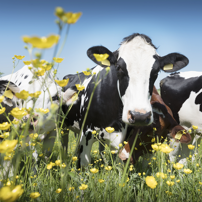 Dairy cows in a flowered field under blue sky, highlighting a natural and healthy approach to animal nutrition.