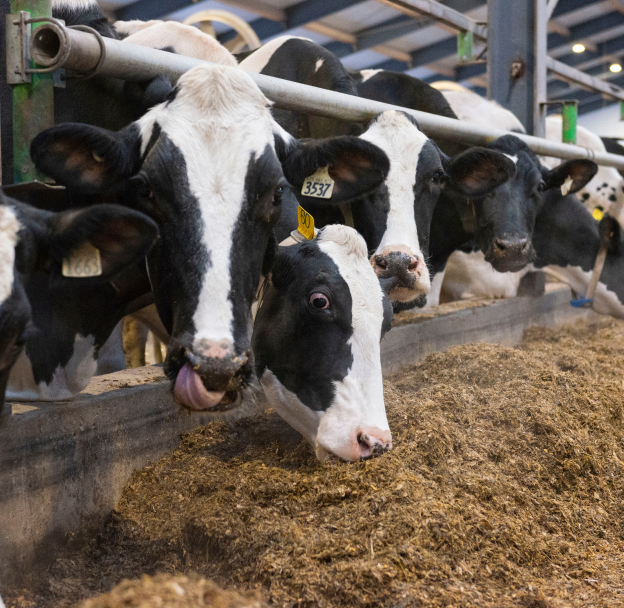 Vaches laitières nourries à l’auge dans une étable moderne, illustrant l’importance de la nutrition en production animale.