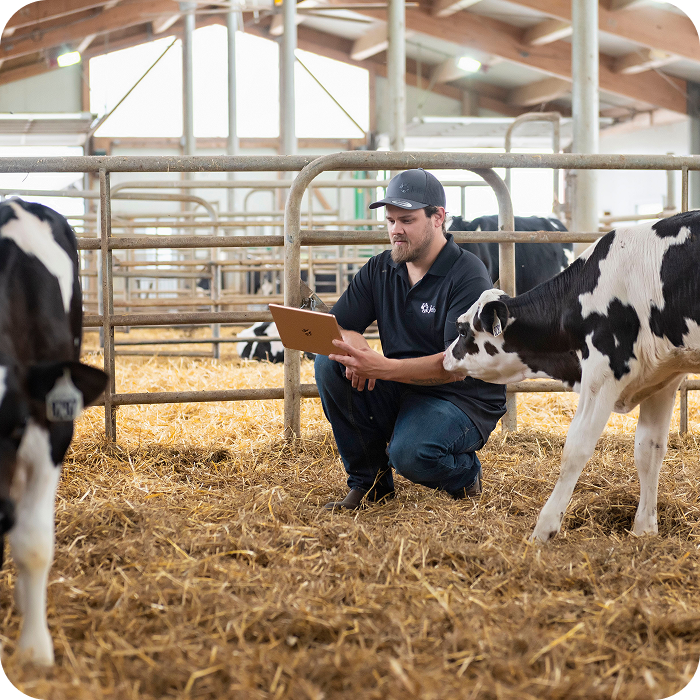 Dairy technician monitoring a calf with a tablet on-farm, ensuring precise nutritional management.