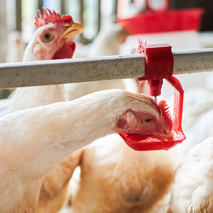 Chickens drinking from an automatic watering system, showing modern poultry farming and animal nutrition practices.