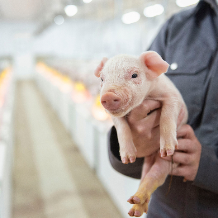 Piglet held by a technician in a swine facility, highlighting care and specialized swine nutrition practices.
