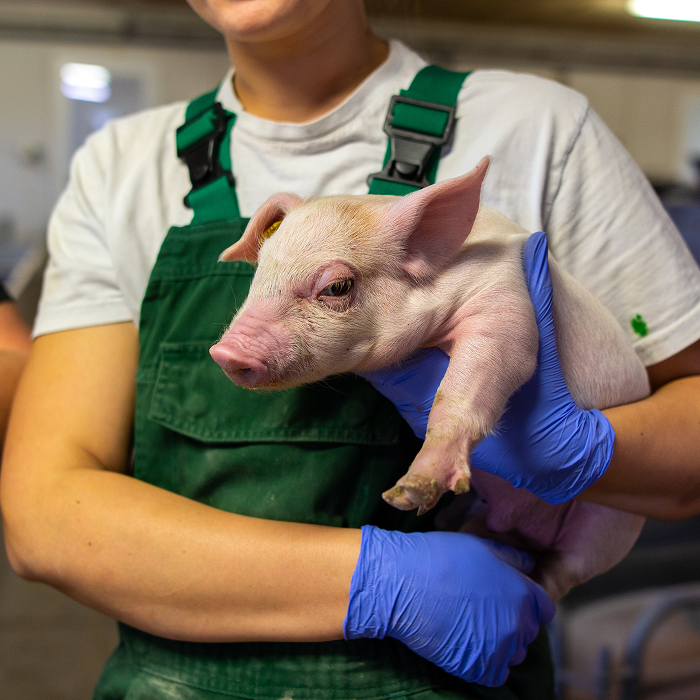 Technician holding a piglet in a swine unit, showcasing best practices in animal nutrition and pig farm care.