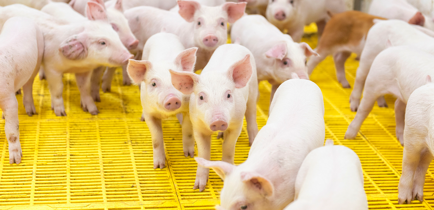 Lechones saludables sobre piso de rejilla amarillo en una granja porcina moderna, con nutrición animal optimizada.