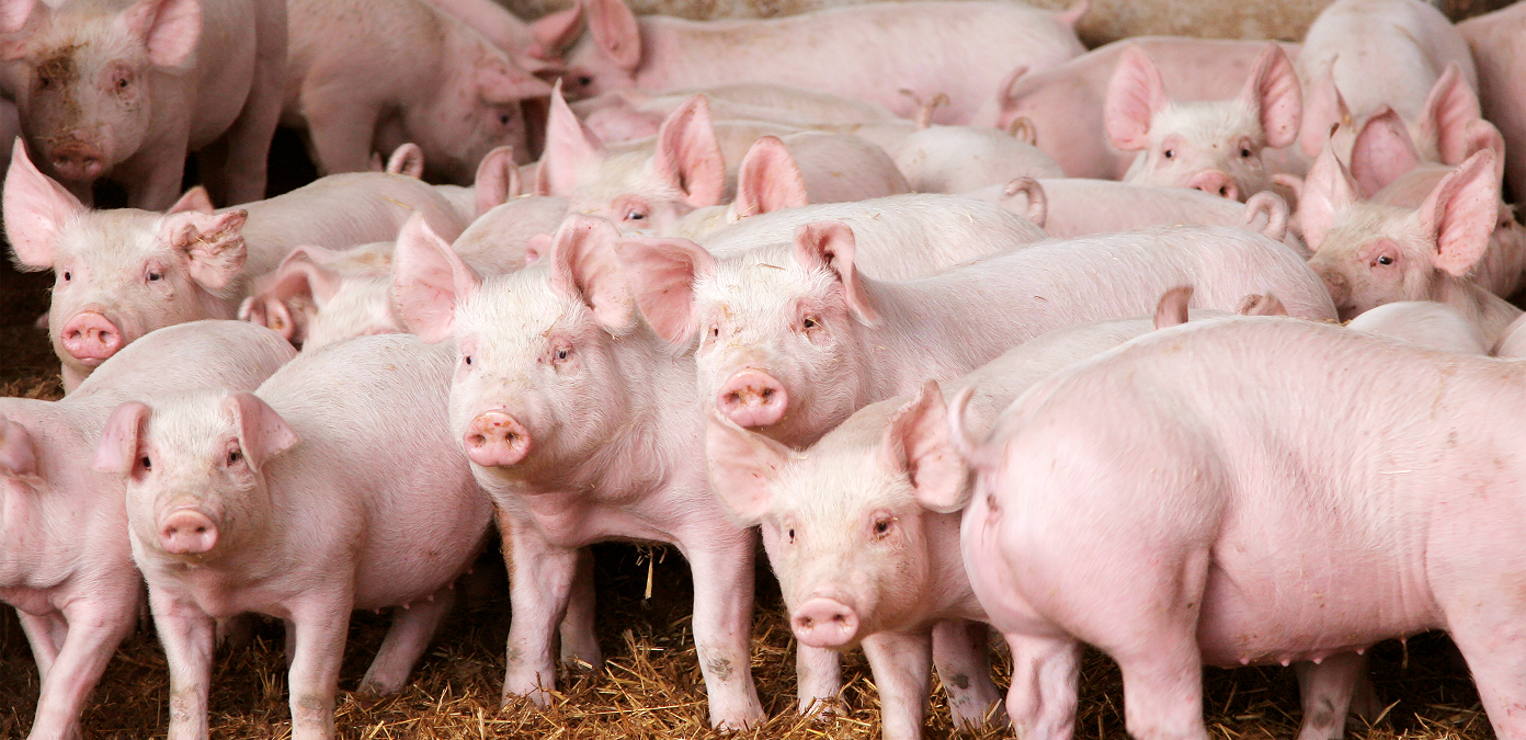 Group of pink piglets on straw bedding inside a pig barn, representing swine animal nutrition.