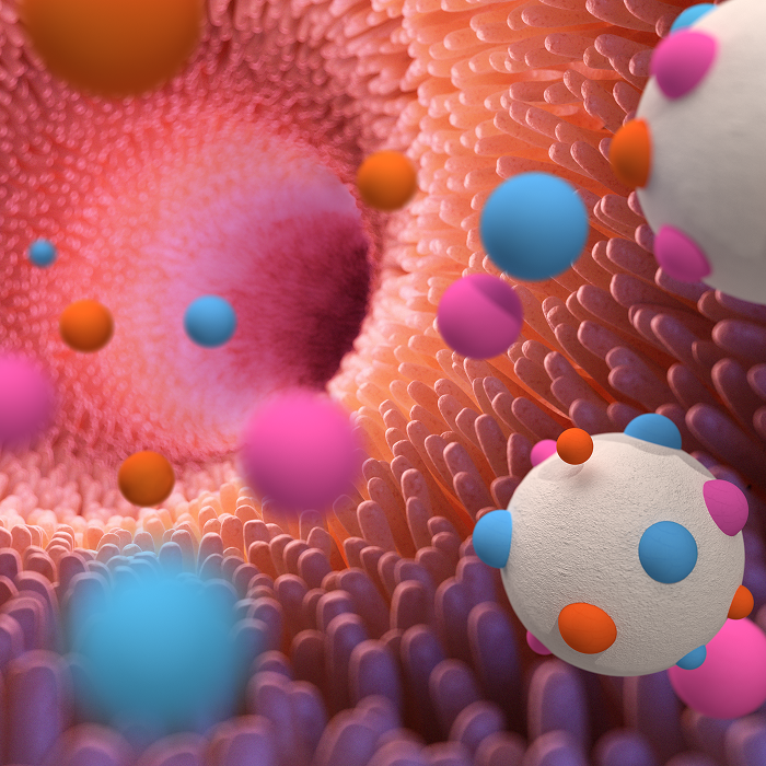 Visualización 3D del intestino con partículas activas, representando la tecnología JMT para liberar ingredientes bioactivos.