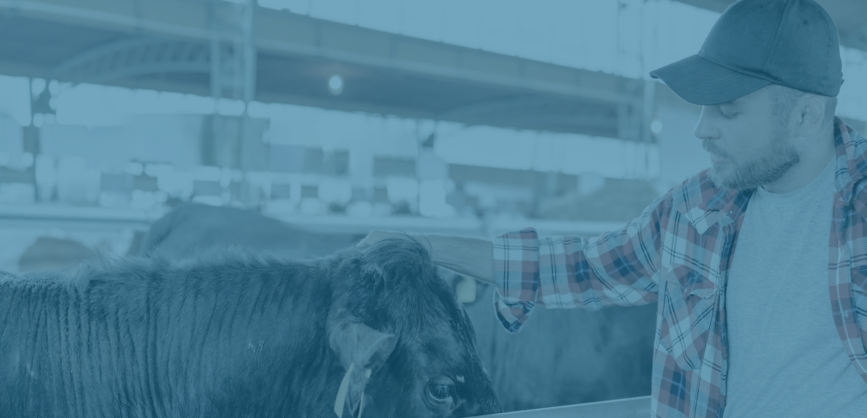 Vache de boucherie avec boucle d'identification dans un champ, illustrant la précision nutritionnelle en production bovine.