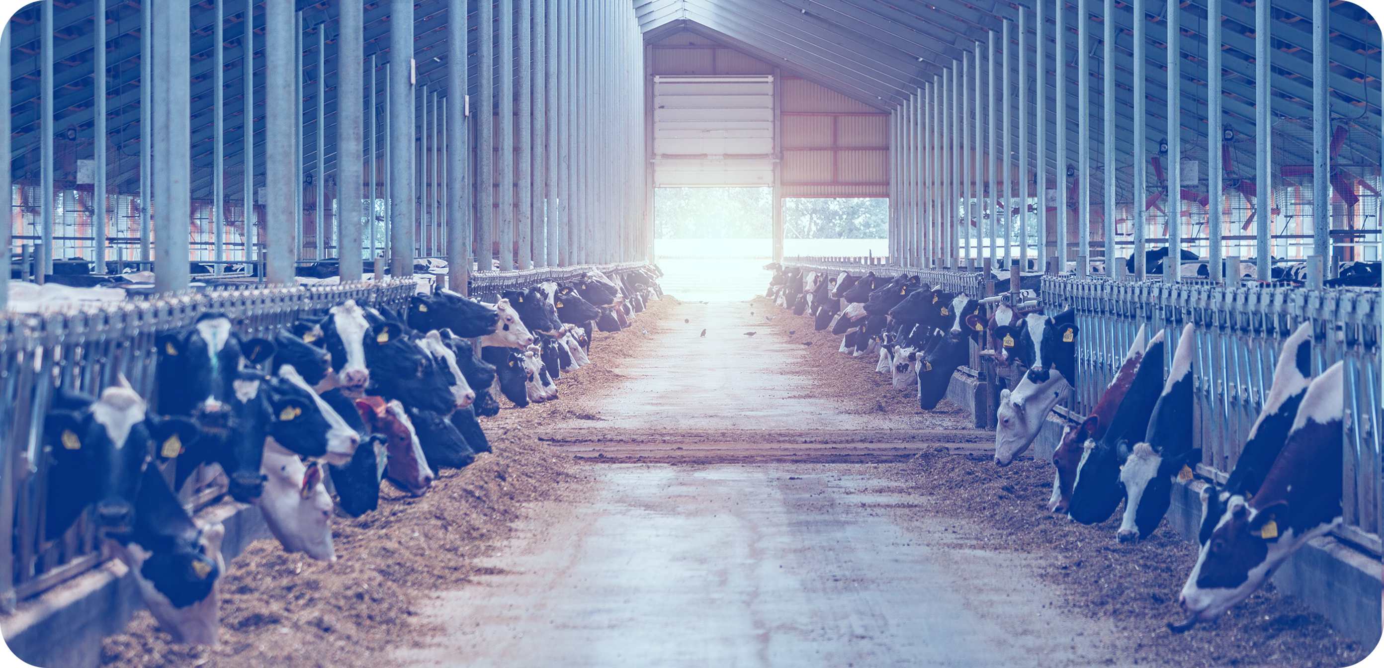 Dairy cows in a free-stall barn, illustrating efficient feed management in modern dairy production systems.