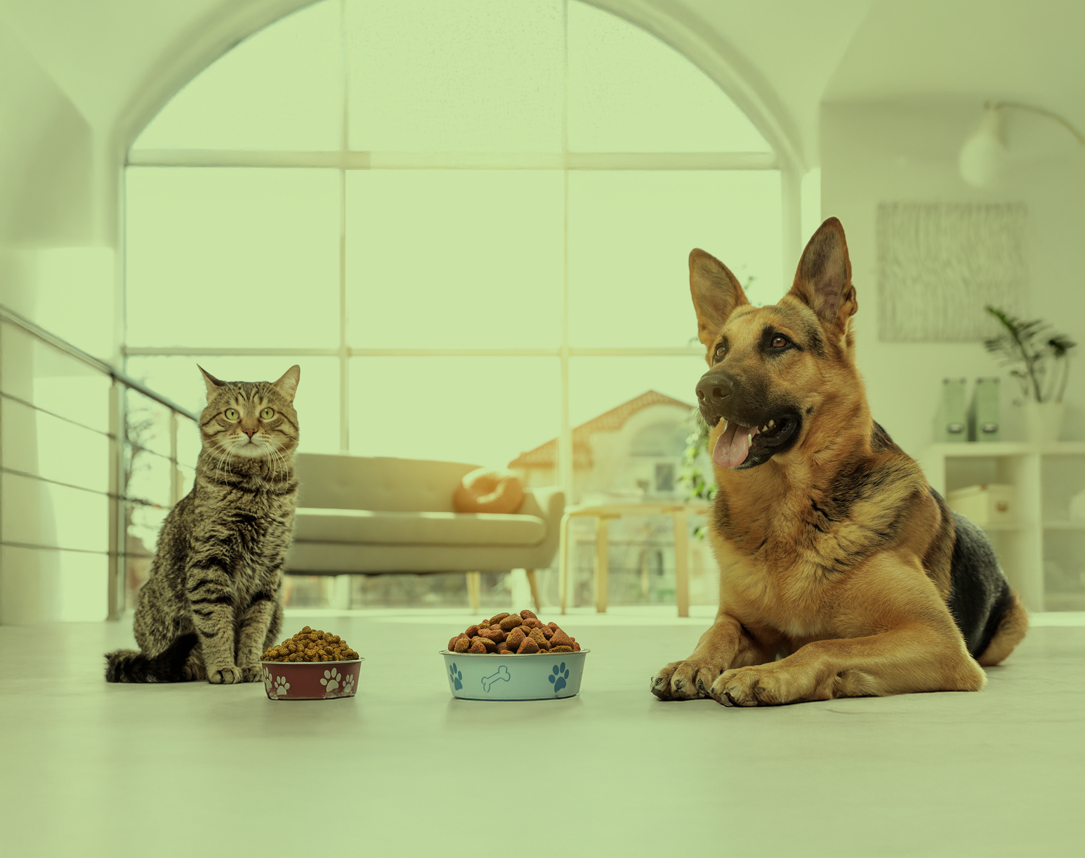 Dog and cat with kibble bowls in a bright living room, representing companion animal nutrition for pets’ health.