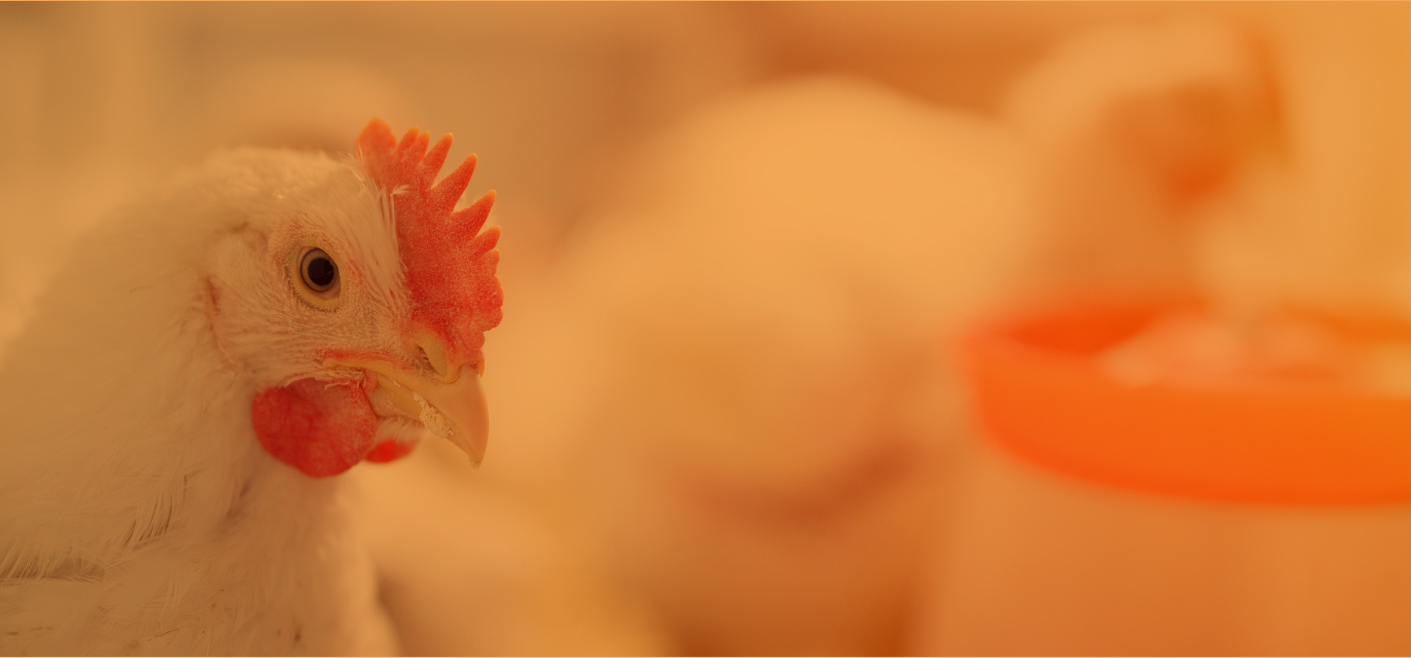 Gros plan sur un poulet de chair en élevage, illustrant la nutrition animale dédiée à la volaille.