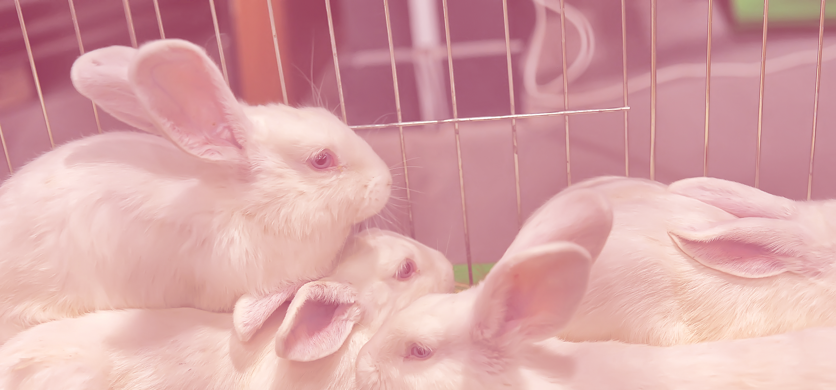Lapins blancs dans une cage d’élevage, illustrant un environnement contrôlé pour la nutrition et la santé des lapins.