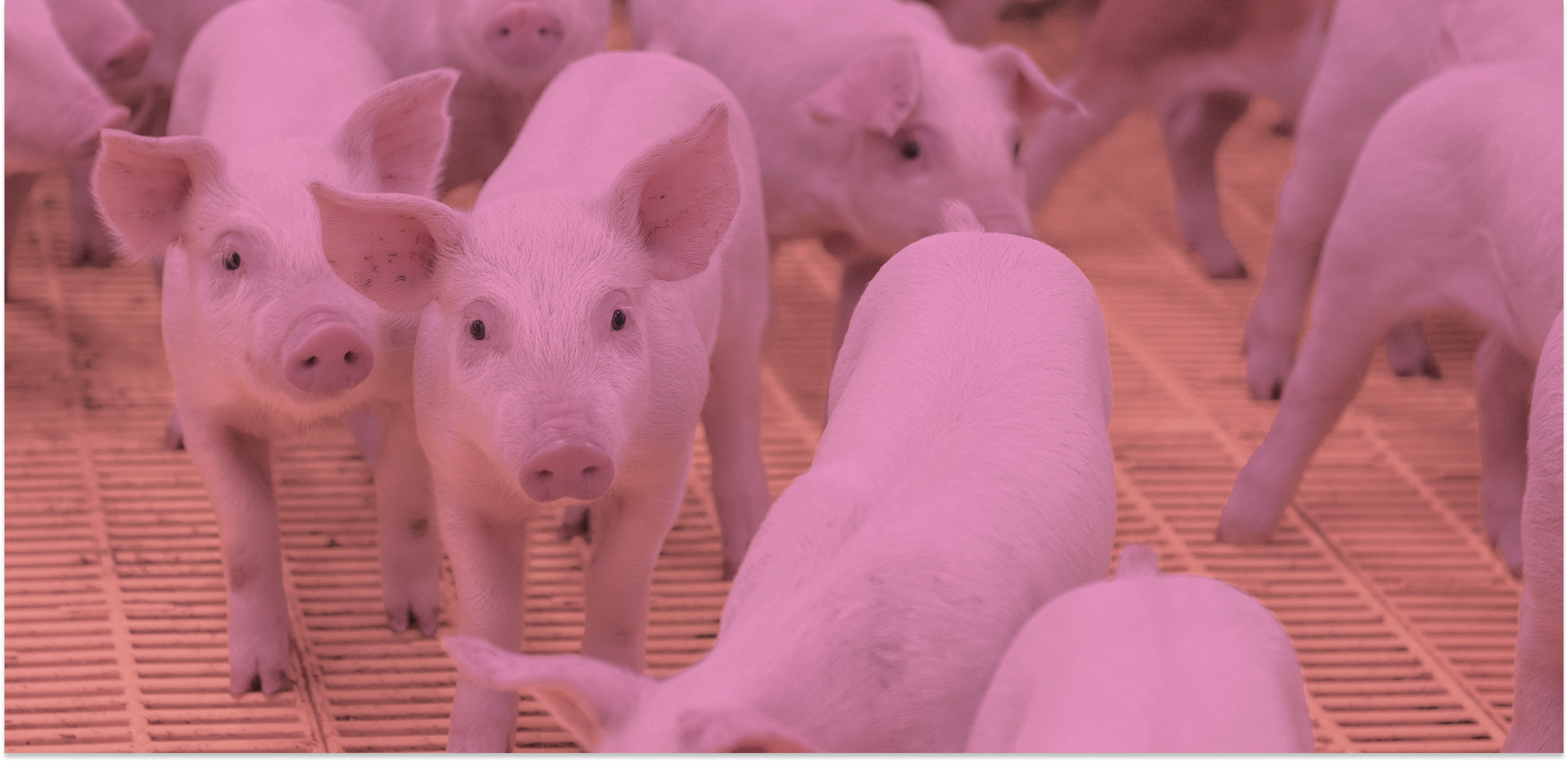Young piglets grouped on slatted flooring in a swine facility, showcasing modern pig nutrition practices.