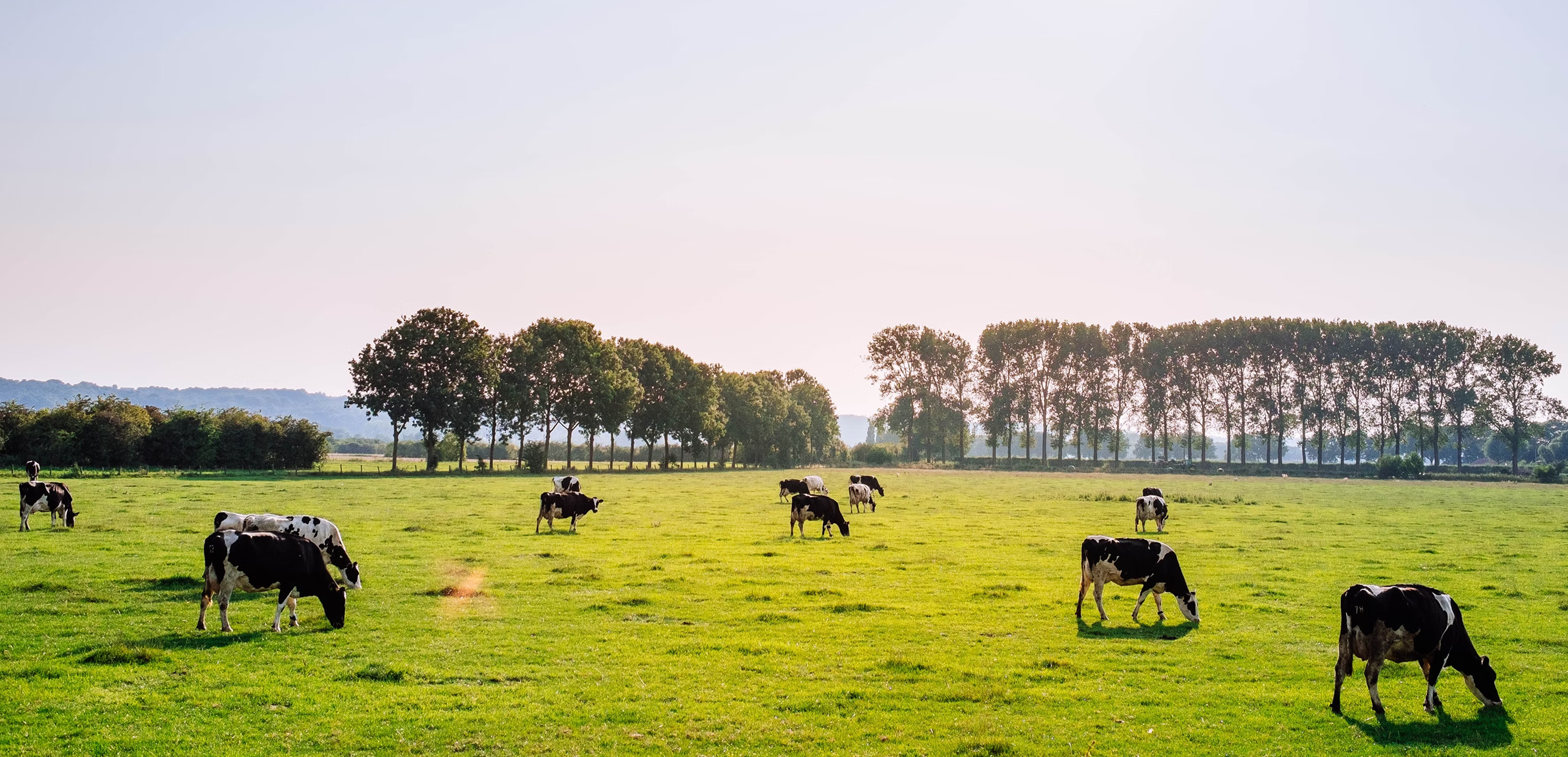 Dairy cows grazing on green pasture, highlighting Jefo’s commitment to sustainable animal nutrition.