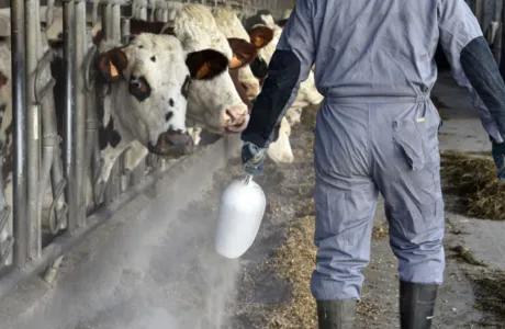 Un technicien en élevage distribue un supplément vitaminé en poudre à un troupeau de vaches laitières dans une étable.