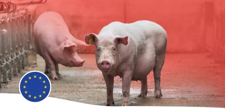 Two pigs in a barn and an icon representing the European flag.