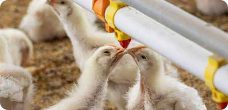 Young chickens drinking from an automatic water line in a poultry house, highlighting water management in animal nutrition.