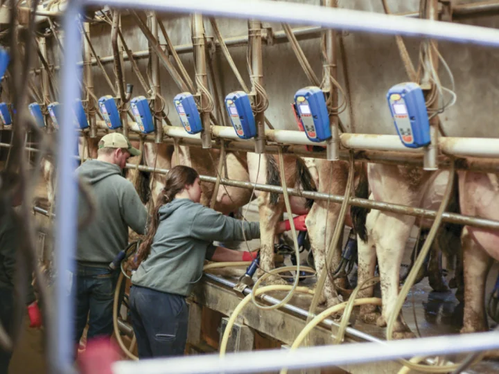 Workers in a dairy farm milking cows with automated equipment, supporting sustainable farm culture and animal nutrition.