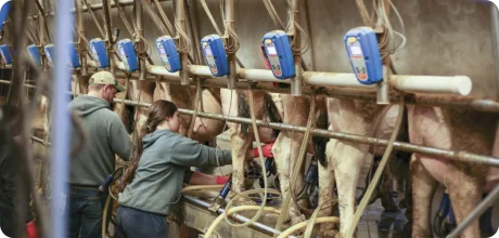 Workers in a dairy farm milking cows with automated equipment, supporting sustainable farm culture and animal nutrition.