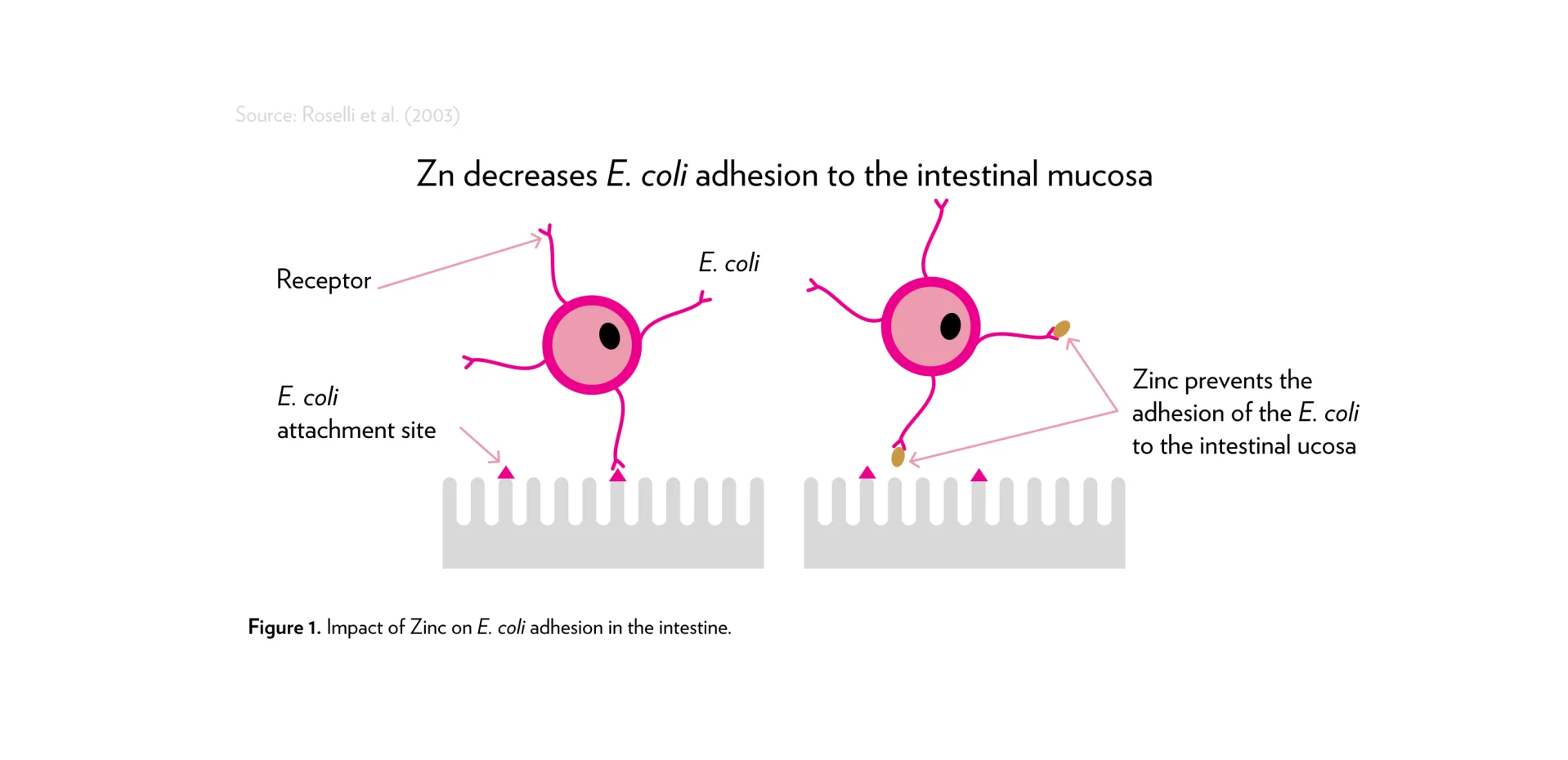 Figure showing the impact of Zinc on E. coli adhesion in the intestine.