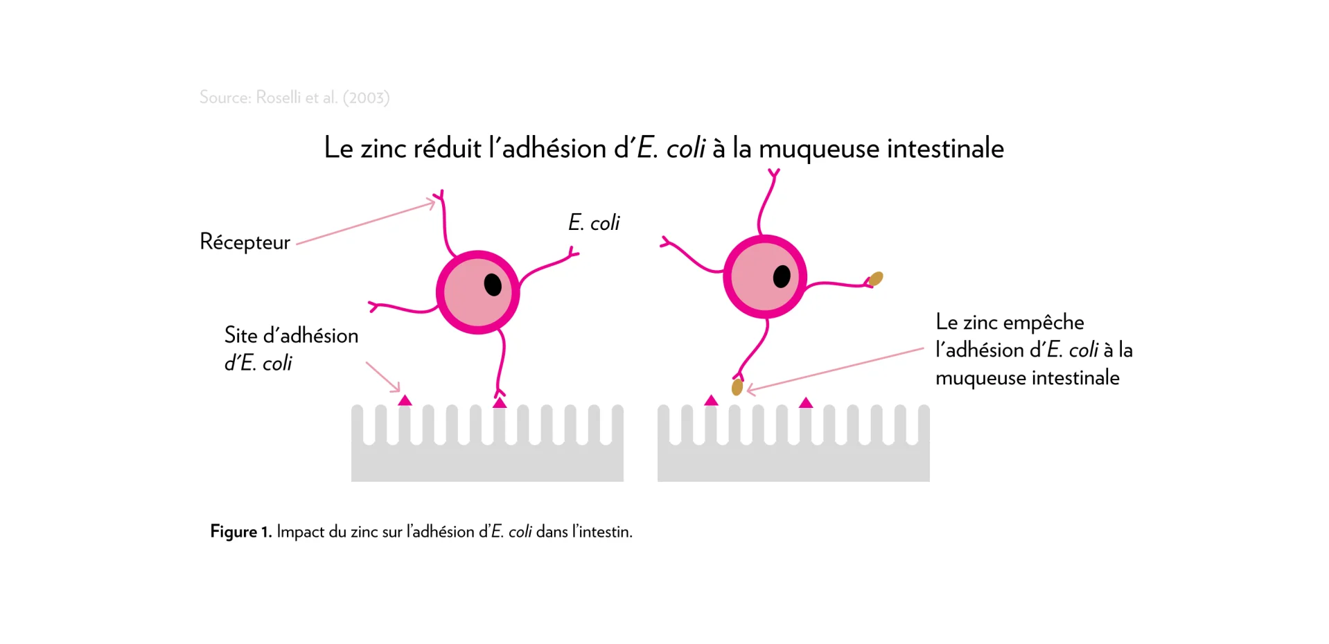 Figure montrant l'impact du zinc sur l'adhésion d'E. coli dans l'intestin.