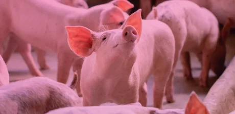 Un cochon qui regarde vers le haut