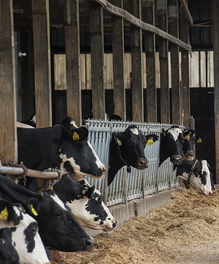 Dairy cows feeding inside a barn, illustrating stress management and feed efficiency.