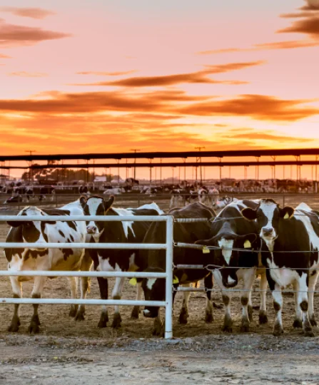 Dairy cows in an outdoor pen at sunset during hot weather, illustrating heat stress in dairy production systems.