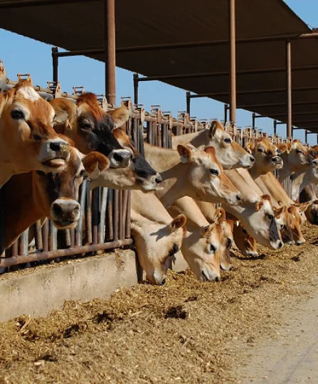 Brown dairy cows eating in a feed alley, aligned in a barn, illustrating nutritional stress challenges in dairy farming.