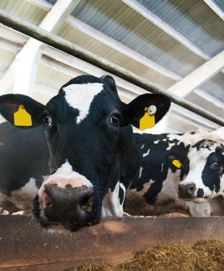 Close-up of two dairy cows in a barn with ear tags, highlighting stress factors in modern dairy farming environments.