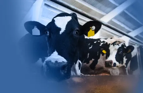 Primer plano de dos vacas lecheras estabuladas con aretes de identificación, reflejando el estrés en la producción lechera.