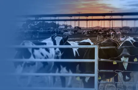 Dairy cows in an outdoor pen at sunset during hot weather, illustrating heat stress in dairy production systems.