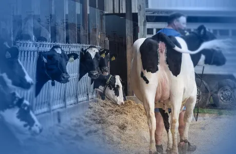 Farmer leading a Holstein dairy cow out of the barn while others feed, illustrating handling stress in dairy production systems.
