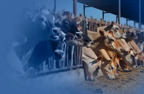 Brown dairy cows eating in a feed alley, aligned in a barn, illustrating nutritional stress challenges in dairy farming.