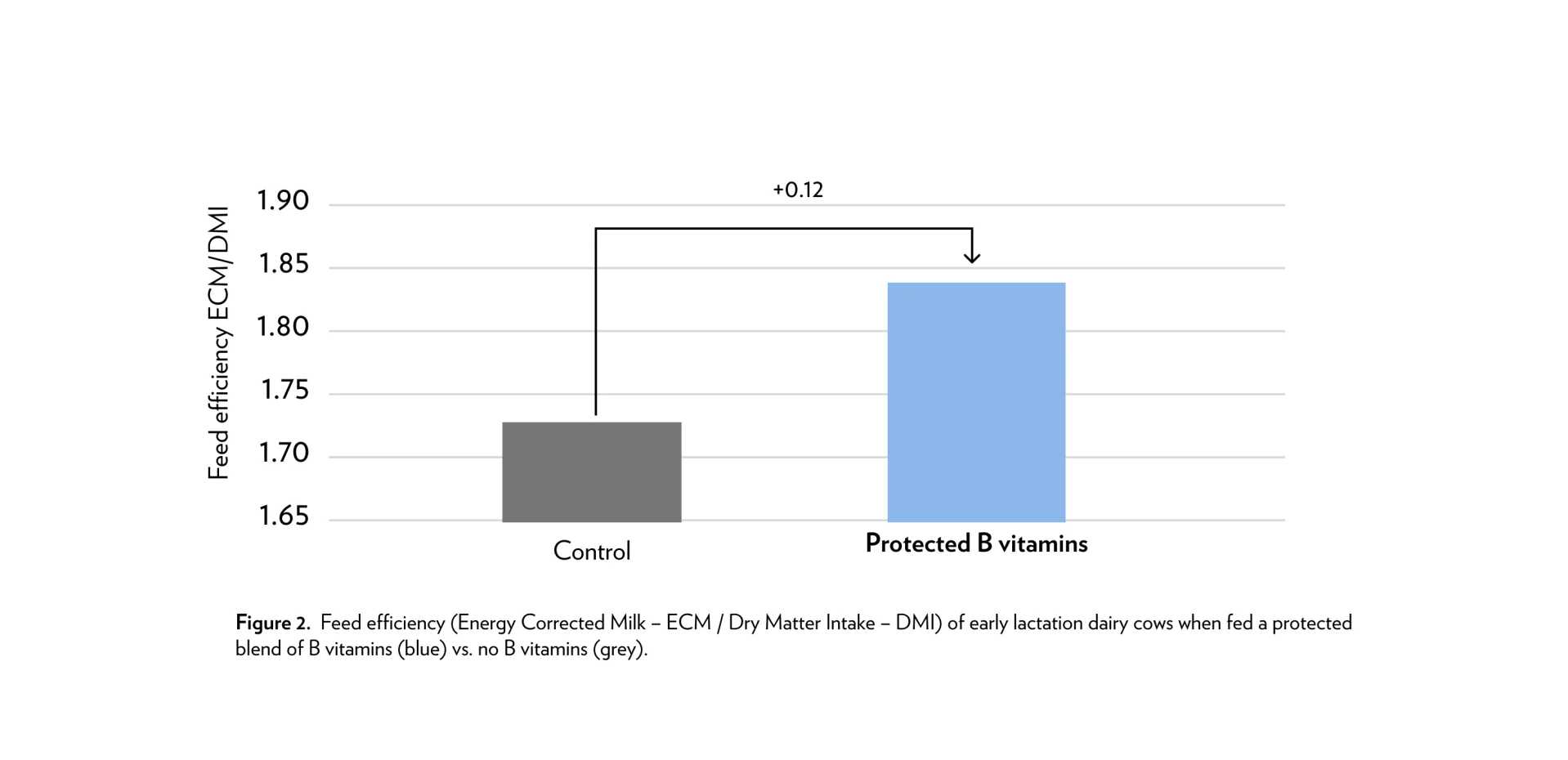 Cows fed protected B vitamins show higher feed efficiency than control group in early lactation