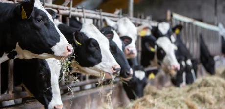 Holstein cows eating