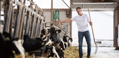 Un employé qui s'occupe des vaches