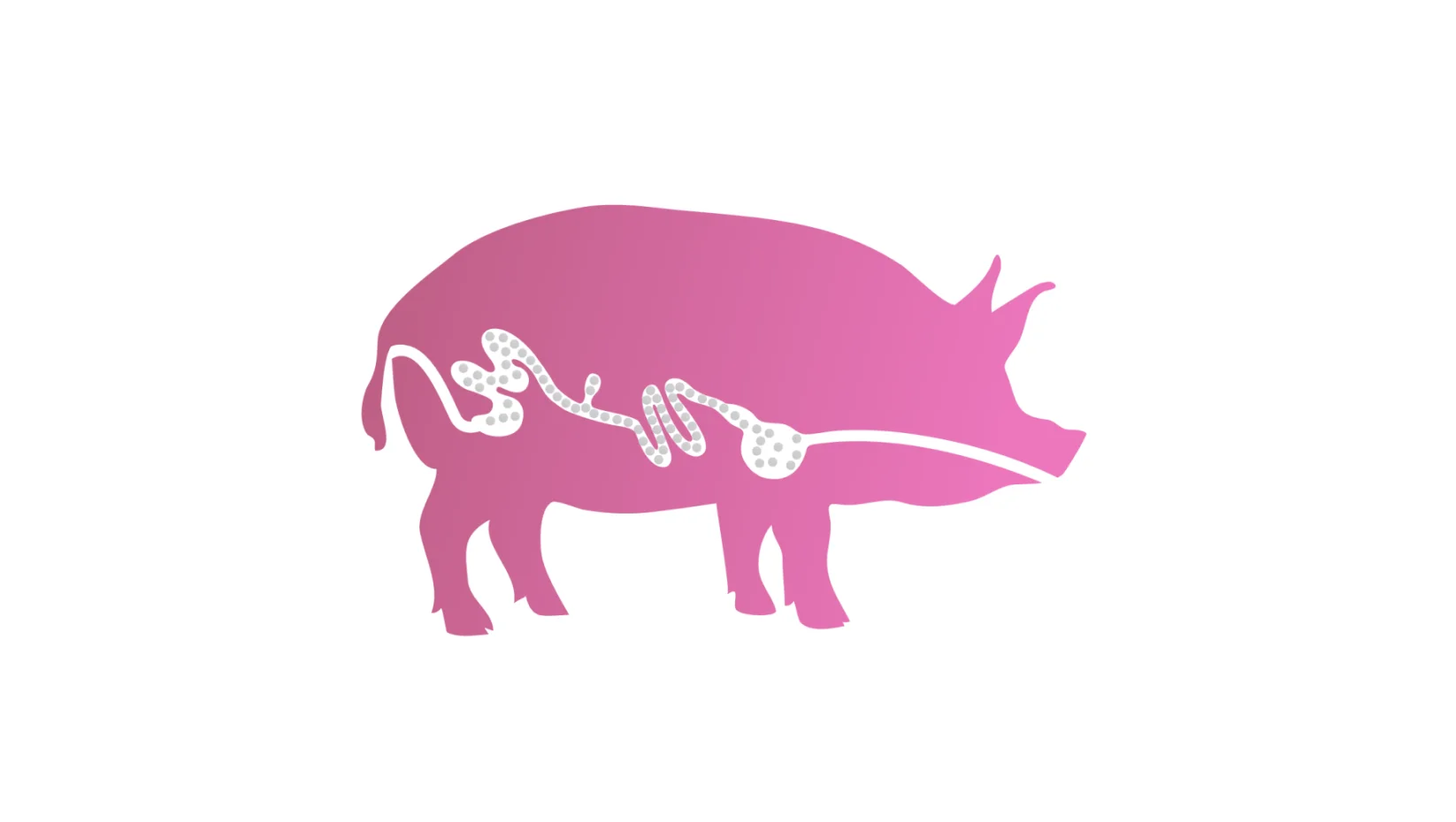 Swine digestive system illustration to support optimized protein intake in animal nutrition.
