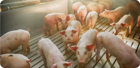 Growing piglets in a production facility, highlighting the importance of protein intake in swine nutrition.